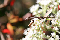 Carolina Mantis (Stagmomantis carolina) On a woodland trail (on Eupatorium sp.) in Floyd County, GA.<br />
https://www.jungledragon.com/image/67345/carolina_mantis_stagmomantis_carolina.html<br />
https://www.jungledragon.com/image/67347/carolina_mantis_stagmomantis_carolina.html Carolina Mantis,Fall,Geotagged,Insecta,Stagmomantis carolina,United States,carolina mantis,insect,mantid,mantidae,mantis