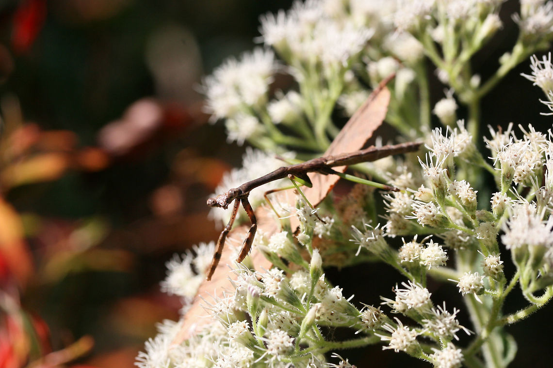 Carolina Mantis (Stagmomantis carolina) On a woodland trail (on Eupatorium sp.) in Floyd County, GA.<br />
<figure class="photo"><a href="https://www.jungledragon.com/image/67345/carolina_mantis_stagmomantis_carolina.html" title="Carolina Mantis (Stagmomantis carolina)"><img src="https://s3.amazonaws.com/media.jungledragon.com/images/3231/67345_thumb.jpg?AWSAccessKeyId=05GMT0V3GWVNE7GGM1R2&Expires=1769040010&Signature=jDTh7kyK693LE29ac2YuHqTa0m8%3D" width="200" height="134" alt="Carolina Mantis (Stagmomantis carolina) On a woodland trail (on Eupatorium sp.) in Floyd County, GA.<br />
https://www.jungledragon.com/image/67347/carolina_mantis_stagmomantis_carolina.html<br />
https://www.jungledragon.com/image/67346/carolina_mantis_stagmomantis_carolina.html Carolina Mantis,Fall,Geotagged,Insecta,Stagmomantis carolina,United States,camouflage,carolina mantis,insect,mantid,mantidae,mantis" /></a></figure><br />
<figure class="photo"><a href="https://www.jungledragon.com/image/67346/carolina_mantis_stagmomantis_carolina.html" title="Carolina Mantis (Stagmomantis carolina)"><img src="https://s3.amazonaws.com/media.jungledragon.com/images/3231/67346_thumb.jpg?AWSAccessKeyId=05GMT0V3GWVNE7GGM1R2&Expires=1769040010&Signature=WtGVdUCZvbMeUBHWc6qlTUbNT2k%3D" width="200" height="134" alt="Carolina Mantis (Stagmomantis carolina) On a woodland trail (on Eupatorium sp.) in Floyd County, GA.<br />
https://www.jungledragon.com/image/67345/carolina_mantis_stagmomantis_carolina.html<br />
https://www.jungledragon.com/image/67347/carolina_mantis_stagmomantis_carolina.html Carolina Mantis,Fall,Geotagged,Insecta,Stagmomantis carolina,United States,carolina mantis,insect,mantid,mantidae,mantis" /></a></figure> Carolina Mantis,Fall,Geotagged,Stagmomantis carolina,United States