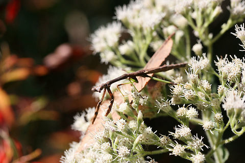 Carolina Mantis (Stagmomantis carolina) On a woodland trail (on Eupatorium sp.) in Floyd County, GA.
https://www.jungledragon.com/image/67345/carolina_mantis_stagmomantis_carolina.html
https://www.jungledragon.com/image/67346/carolina_mantis_stagmomantis_carolina.html Carolina Mantis,Fall,Geotagged,Stagmomantis carolina,United States