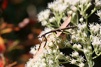 Carolina Mantis (Stagmomantis carolina) On a woodland trail (on Eupatorium sp.) in Floyd County, GA.<br />
https://www.jungledragon.com/image/67345/carolina_mantis_stagmomantis_carolina.html<br />
https://www.jungledragon.com/image/67346/carolina_mantis_stagmomantis_carolina.html Carolina Mantis,Fall,Geotagged,Stagmomantis carolina,United States