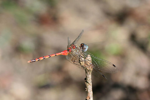Blue-faced Meadowhawk (Sympetrum ambiguum) Perched on a stem at the edge of a forested area.
https://www.jungledragon.com/image/67379/blue-faced_meadowhawk_sympetrum_ambiguum.html Fall,Geotagged,Sympetrum ambiguum,United States
