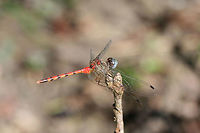 Blue-faced Meadowhawk (Sympetrum ambiguum) Perched on a stem at the edge of a forested area.<br />
https://www.jungledragon.com/image/67379/blue-faced_meadowhawk_sympetrum_ambiguum.html Fall,Geotagged,Sympetrum ambiguum,United States