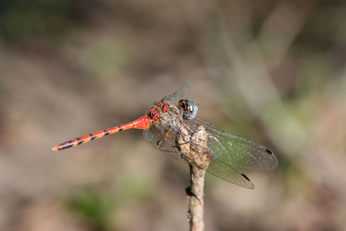 Blue-faced Meadowhawk (Sympetrum ambiguum) Perched on a stem at the edge of a forested area.<br />
<figure class="photo"><a href="https://www.jungledragon.com/image/67378/blue-faced_meadowhawk_sympetrum_ambiguum.html" title="Blue-faced Meadowhawk (Sympetrum ambiguum)"><img src="https://s3.amazonaws.com/media.jungledragon.com/images/3231/67378_thumb.jpg?AWSAccessKeyId=05GMT0V3GWVNE7GGM1R2&Expires=1763596810&Signature=8sW2iKZqx5wgFrJIq1AKzgsI6EM%3D" width="200" height="134" alt="Blue-faced Meadowhawk (Sympetrum ambiguum) Perched on a stem at the edge of a forested area.<br />
https://www.jungledragon.com/image/67379/blue-faced_meadowhawk_sympetrum_ambiguum.html Fall,Geotagged,Sympetrum ambiguum,United States" /></a></figure> Fall,Geotagged,Sympetrum ambiguum,United States