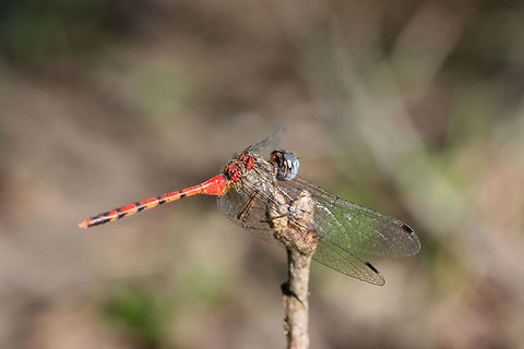 Blue-faced Meadowhawk (Sympetrum ambiguum) Perched on a stem at the edge of a forested area.
https://www.jungledragon.com/image/67378/blue-faced_meadowhawk_sympetrum_ambiguum.html Fall,Geotagged,Sympetrum ambiguum,United States