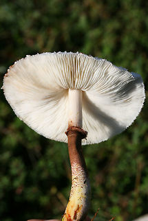 Leucoagaricus meleagris Growing in a grassy field between an industrial/commercial area and a forested trail in Floyd County, Georgia, US. October 5, 2018. Not sure on ID, so feel free to pitch in!

Chemical analysis (on a not-so-fresh cap)-
KOH on cap- dark red
Ammonia on cap-dirty green.
https://www.jungledragon.com/image/67401/leucoagaricus_americanus.html
https://www.jungledragon.com/image/67399/leucoagaricus_americanus.html
https://www.jungledragon.com/image/67400/leucoagaricus_americanus.html Fall,Geotagged,Leucoagaricus americanus,Leucoagaricus meleagris,United States