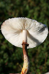 Leucoagaricus meleagris Growing in a grassy field between an industrial/commercial area and a forested trail in Floyd County, Georgia, US. October 5, 2018. Not sure on ID, so feel free to pitch in!<br />
<br />
Chemical analysis (on a not-so-fresh cap)-<br />
KOH on cap- dark red<br />
Ammonia on cap-dirty green.<br />
https://www.jungledragon.com/image/67401/leucoagaricus_americanus.html<br />
https://www.jungledragon.com/image/67399/leucoagaricus_americanus.html<br />
https://www.jungledragon.com/image/67400/leucoagaricus_americanus.html Fall,Geotagged,Leucoagaricus americanus,Leucoagaricus meleagris,United States