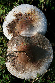 Leucoagaricus meleagris Growing in a grassy field between an industrial/commercial area and a forested trail in Floyd County, Georgia, US. October 5, 2018. Not sure on ID, so feel free to pitch in!

Chemical analysis (on a not-so-fresh cap)-
KOH on cap- dark red
Ammonia on cap-dirty green.
https://www.jungledragon.com/image/67401/leucoagaricus_americanus.html
https://www.jungledragon.com/image/67398/leucoagaricus_americanus.html
https://www.jungledragon.com/image/67400/leucoagaricus_americanus.html Fall,Geotagged,Leucoagaricus americanus,Leucoagaricus meleagris,United States