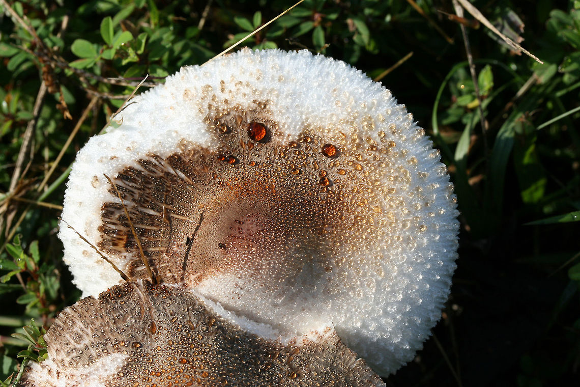 Leucoagaricus meleagris Growing in a grassy field between an industrial/commercial area and a forested trail in Floyd County, Georgia, US. October 5, 2018. Not sure on ID, so feel free to pitch in!<br />
<br />
Chemical analysis (on a not-so-fresh cap)-<br />
KOH on cap- dark red<br />
Ammonia on cap-dirty green.<br />
<figure class="photo"><a href="https://www.jungledragon.com/image/67401/leucoagaricus_meleagris.html" title="Leucoagaricus meleagris"><img src="https://s3.amazonaws.com/media.jungledragon.com/images/3231/67401_thumb.jpg?AWSAccessKeyId=05GMT0V3GWVNE7GGM1R2&Expires=1769040010&Signature=m9u9QcxcbzBuKuVNjQScRzv%2FDXY%3D" width="200" height="134" alt="Leucoagaricus meleagris Growing in a grassy field between an industrial/commercial area and a forested trail in Floyd County, Georgia, US. October 5, 2018. Not sure on ID, so feel free to pitch in!<br />
<br />
Chemical analysis (on a not-so-fresh cap)-<br />
KOH on cap- dark red<br />
Ammonia on cap-dirty green.<br />
https://www.jungledragon.com/image/67398/leucoagaricus_americanus.html<br />
https://www.jungledragon.com/image/67399/leucoagaricus_americanus.html<br />
https://www.jungledragon.com/image/67400/leucoagaricus_americanus.html Fall,Geotagged,Leucoagaricus americanus,Leucoagaricus meleagris,United States" /></a></figure><br />
<figure class="photo"><a href="https://www.jungledragon.com/image/67399/leucoagaricus_meleagris.html" title="Leucoagaricus meleagris"><img src="https://s3.amazonaws.com/media.jungledragon.com/images/3231/67399_thumb.jpg?AWSAccessKeyId=05GMT0V3GWVNE7GGM1R2&Expires=1769040010&Signature=soIZF2UcvYmE2VnnSQeD2xyPacg%3D" width="102" height="152" alt="Leucoagaricus meleagris Growing in a grassy field between an industrial/commercial area and a forested trail in Floyd County, Georgia, US. October 5, 2018. Not sure on ID, so feel free to pitch in!<br />
<br />
Chemical analysis (on a not-so-fresh cap)-<br />
KOH on cap- dark red<br />
Ammonia on cap-dirty green.<br />
https://www.jungledragon.com/image/67401/leucoagaricus_americanus.html<br />
https://www.jungledragon.com/image/67398/leucoagaricus_americanus.html<br />
https://www.jungledragon.com/image/67400/leucoagaricus_americanus.html Fall,Geotagged,Leucoagaricus americanus,Leucoagaricus meleagris,United States" /></a></figure><br />
<figure class="photo"><a href="https://www.jungledragon.com/image/67398/leucoagaricus_meleagris.html" title="Leucoagaricus meleagris"><img src="https://s3.amazonaws.com/media.jungledragon.com/images/3231/67398_thumb.jpg?AWSAccessKeyId=05GMT0V3GWVNE7GGM1R2&Expires=1769040010&Signature=lqePfdFUH3sZhmyvGoxe4DYIIgw%3D" width="102" height="152" alt="Leucoagaricus meleagris Growing in a grassy field between an industrial/commercial area and a forested trail in Floyd County, Georgia, US. October 5, 2018. Not sure on ID, so feel free to pitch in!<br />
<br />
Chemical analysis (on a not-so-fresh cap)-<br />
KOH on cap- dark red<br />
Ammonia on cap-dirty green.<br />
https://www.jungledragon.com/image/67401/leucoagaricus_americanus.html<br />
https://www.jungledragon.com/image/67399/leucoagaricus_americanus.html<br />
https://www.jungledragon.com/image/67400/leucoagaricus_americanus.html Fall,Geotagged,Leucoagaricus americanus,Leucoagaricus meleagris,United States" /></a></figure> Fall,Geotagged,Leucoagaricus americanus,Leucoagaricus meleagris,United States