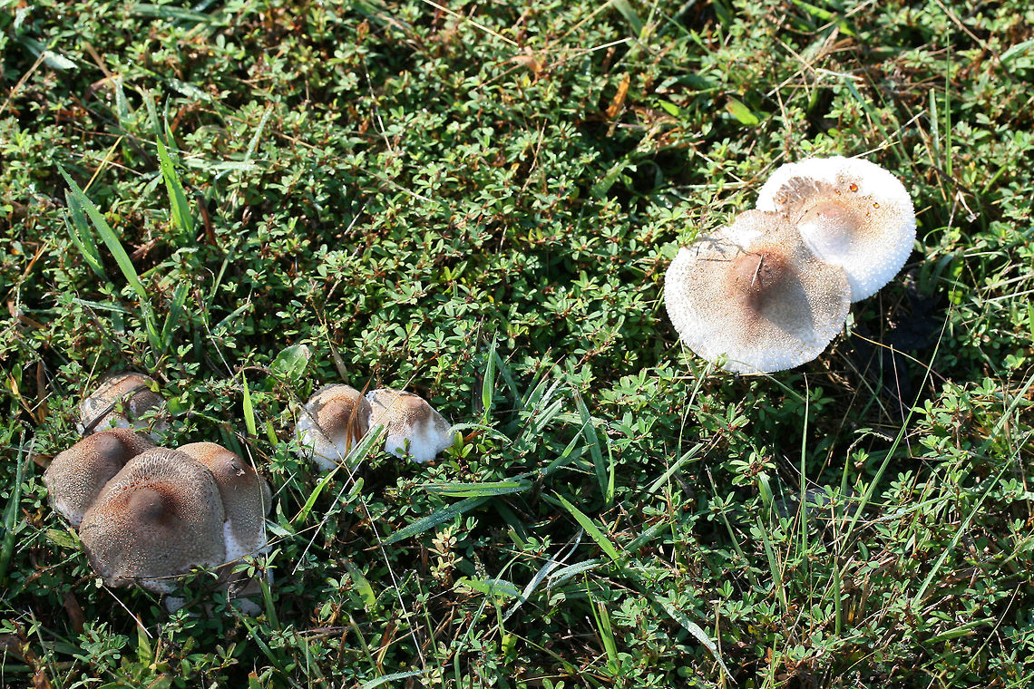 Leucoagaricus meleagris Growing in a grassy field between an industrial/commercial area and a forested trail in Floyd County, Georgia, US. October 5, 2018. Not sure on ID, so feel free to pitch in!<br />
<br />
Chemical analysis (on a not-so-fresh cap)-<br />
KOH on cap- dark red<br />
Ammonia on cap-dirty green.<br />
<figure class="photo"><a href="https://www.jungledragon.com/image/67398/leucoagaricus_meleagris.html" title="Leucoagaricus meleagris"><img src="https://s3.amazonaws.com/media.jungledragon.com/images/3231/67398_thumb.jpg?AWSAccessKeyId=05GMT0V3GWVNE7GGM1R2&Expires=1769040010&Signature=lqePfdFUH3sZhmyvGoxe4DYIIgw%3D" width="102" height="152" alt="Leucoagaricus meleagris Growing in a grassy field between an industrial/commercial area and a forested trail in Floyd County, Georgia, US. October 5, 2018. Not sure on ID, so feel free to pitch in!<br />
<br />
Chemical analysis (on a not-so-fresh cap)-<br />
KOH on cap- dark red<br />
Ammonia on cap-dirty green.<br />
https://www.jungledragon.com/image/67401/leucoagaricus_americanus.html<br />
https://www.jungledragon.com/image/67399/leucoagaricus_americanus.html<br />
https://www.jungledragon.com/image/67400/leucoagaricus_americanus.html Fall,Geotagged,Leucoagaricus americanus,Leucoagaricus meleagris,United States" /></a></figure><br />
<figure class="photo"><a href="https://www.jungledragon.com/image/67399/leucoagaricus_meleagris.html" title="Leucoagaricus meleagris"><img src="https://s3.amazonaws.com/media.jungledragon.com/images/3231/67399_thumb.jpg?AWSAccessKeyId=05GMT0V3GWVNE7GGM1R2&Expires=1769040010&Signature=soIZF2UcvYmE2VnnSQeD2xyPacg%3D" width="102" height="152" alt="Leucoagaricus meleagris Growing in a grassy field between an industrial/commercial area and a forested trail in Floyd County, Georgia, US. October 5, 2018. Not sure on ID, so feel free to pitch in!<br />
<br />
Chemical analysis (on a not-so-fresh cap)-<br />
KOH on cap- dark red<br />
Ammonia on cap-dirty green.<br />
https://www.jungledragon.com/image/67401/leucoagaricus_americanus.html<br />
https://www.jungledragon.com/image/67398/leucoagaricus_americanus.html<br />
https://www.jungledragon.com/image/67400/leucoagaricus_americanus.html Fall,Geotagged,Leucoagaricus americanus,Leucoagaricus meleagris,United States" /></a></figure><br />
<figure class="photo"><a href="https://www.jungledragon.com/image/67400/leucoagaricus_meleagris.html" title="Leucoagaricus meleagris"><img src="https://s3.amazonaws.com/media.jungledragon.com/images/3231/67400_thumb.jpg?AWSAccessKeyId=05GMT0V3GWVNE7GGM1R2&Expires=1769040010&Signature=m4fb38e6FHQeTBS1cw2RB45skoQ%3D" width="200" height="134" alt="Leucoagaricus meleagris Growing in a grassy field between an industrial/commercial area and a forested trail in Floyd County, Georgia, US. October 5, 2018. Not sure on ID, so feel free to pitch in!<br />
<br />
Chemical analysis (on a not-so-fresh cap)-<br />
KOH on cap- dark red<br />
Ammonia on cap-dirty green.<br />
https://www.jungledragon.com/image/67401/leucoagaricus_americanus.html<br />
https://www.jungledragon.com/image/67399/leucoagaricus_americanus.html<br />
https://www.jungledragon.com/image/67398/leucoagaricus_americanus.html Fall,Geotagged,Leucoagaricus americanus,Leucoagaricus meleagris,United States" /></a></figure> Fall,Geotagged,Leucoagaricus americanus,Leucoagaricus meleagris,United States