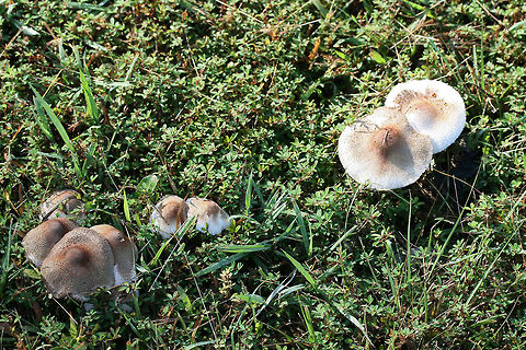 Leucoagaricus meleagris Growing in a grassy field between an industrial/commercial area and a forested trail in Floyd County, Georgia, US. October 5, 2018. Not sure on ID, so feel free to pitch in!

Chemical analysis (on a not-so-fresh cap)-
KOH on cap- dark red
Ammonia on cap-dirty green.
https://www.jungledragon.com/image/67398/leucoagaricus_americanus.html
https://www.jungledragon.com/image/67399/leucoagaricus_americanus.html
https://www.jungledragon.com/image/67400/leucoagaricus_americanus.html Fall,Geotagged,Leucoagaricus americanus,Leucoagaricus meleagris,United States