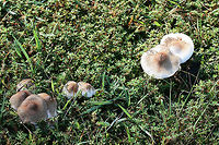Leucoagaricus meleagris Growing in a grassy field between an industrial/commercial area and a forested trail in Floyd County, Georgia, US. October 5, 2018. Not sure on ID, so feel free to pitch in!<br />
<br />
Chemical analysis (on a not-so-fresh cap)-<br />
KOH on cap- dark red<br />
Ammonia on cap-dirty green.<br />
https://www.jungledragon.com/image/67398/leucoagaricus_americanus.html<br />
https://www.jungledragon.com/image/67399/leucoagaricus_americanus.html<br />
https://www.jungledragon.com/image/67400/leucoagaricus_americanus.html Fall,Geotagged,Leucoagaricus americanus,Leucoagaricus meleagris,United States
