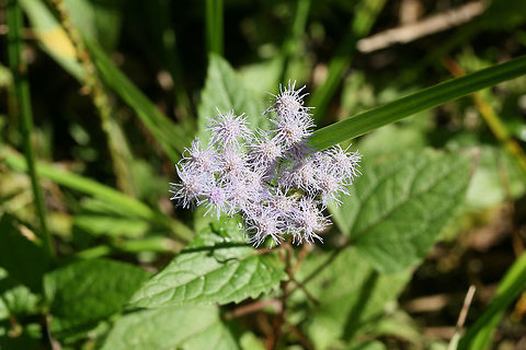 Blue Mistflower (Conoclinium coelestinum) Growing in a wooded area within an industrial/commercial area.
https://www.jungledragon.com/image/67403/blue_mistflower_conoclinium_coelestinum.html Conoclinium coelestinum,Fall,Geotagged,United States