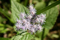 Blue Mistflower (Conoclinium coelestinum) Growing in a wooded area within an industrial/commercial area.<br />
https://www.jungledragon.com/image/67402/blue_mistflower_conoclinium_coelestinum.html Conoclinium coelestinum,Fall,Geotagged,United States