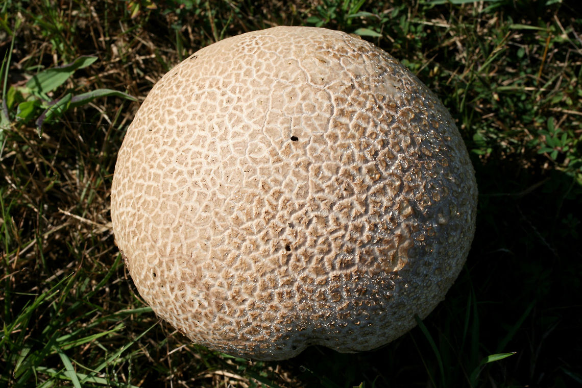 Purple-Spored Puffball (Calvatia cyathiformis) Growing in a grassy field near an industrial/commercial part of town.<br />
 Calvatia cyathiformis,Fall,Geotagged,Purple-Spored Puffball,United States