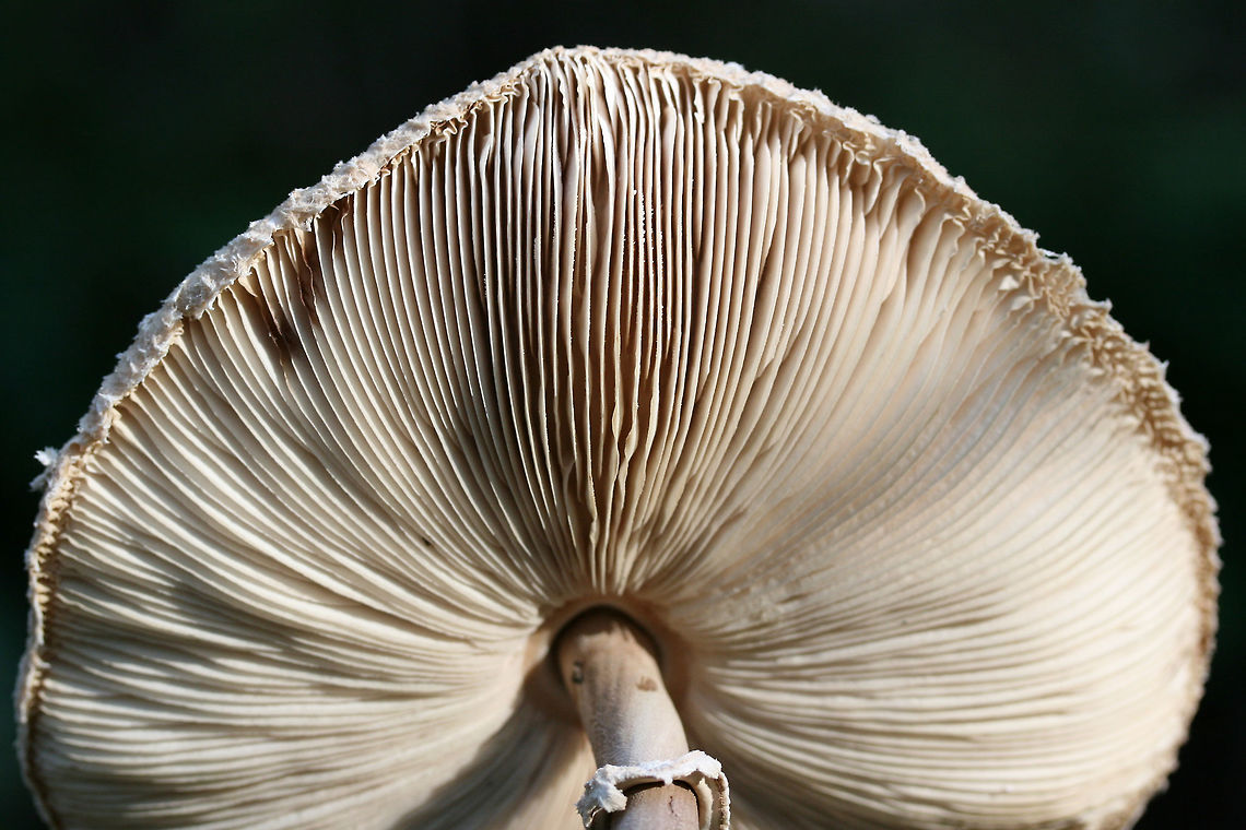 Macrolepiota sp. On the side of a ridge (eroding somewhat) at the edge of a dense mixed hardwood/coniferous forest. Fall,Geotagged,United States