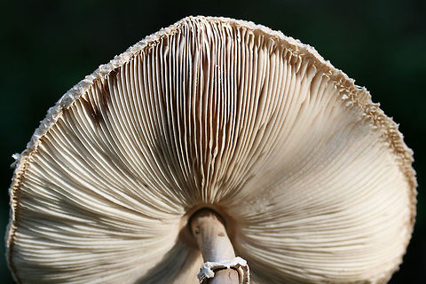 Macrolepiota sp. On the side of a ridge (eroding somewhat) at the edge of a dense mixed hardwood/coniferous forest. Fall,Geotagged,United States