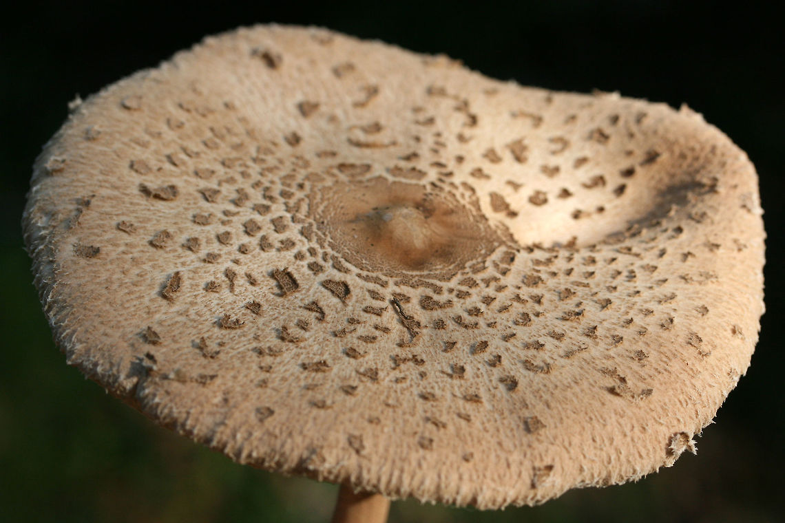 Macrolepiota sp. On the side of a ridge (eroding somewhat) at the edge of a dense mixed hardwood/coniferous forest.<br />
 Fall,Geotagged,United States