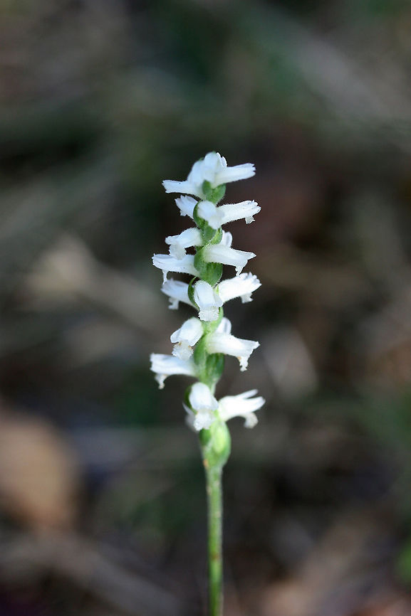 Nodding Ladies' Tresses (Spiranthes cernua) Tall orchids leaning over onto the ground. Not 100 percent sure on ID. Please feel free to pitch in! Growing at the edge of a woodland near an industrial/commercial area of town.<br />
<figure class="photo"><a href="https://www.jungledragon.com/image/67411/nodding_ladies_tresses_spiranthes_cernua.html" title="Nodding Ladies&#039; Tresses (Spiranthes cernua)"><img src="https://s3.amazonaws.com/media.jungledragon.com/images/3231/67411_thumb.jpg?AWSAccessKeyId=05GMT0V3GWVNE7GGM1R2&Expires=1767225610&Signature=kRA9yPgNb%2F%2FsHCvjSrkW37ZkOYM%3D" width="102" height="152" alt="Nodding Ladies&#039; Tresses (Spiranthes cernua) Tall orchids leaning over onto the ground. Not 100 percent sure on ID. Please feel free to pitch in! Growing at the edge of a woodland near an industrial/commercial area of town.<br />
https://www.jungledragon.com/image/67412/nodding_ladies_tresses_spiranthes_cernua.html<br />
https://www.jungledragon.com/image/67410/nodding_ladies_tresses_spiranthes_cernua.html Fall,Geotagged,Nodding ladys tresses,Spiranthes cernua,United States" /></a></figure><br />
<figure class="photo"><a href="https://www.jungledragon.com/image/67412/nodding_ladies_tresses_spiranthes_cernua.html" title="Nodding Ladies&#039; Tresses (Spiranthes cernua)"><img src="https://s3.amazonaws.com/media.jungledragon.com/images/3231/67412_thumb.jpg?AWSAccessKeyId=05GMT0V3GWVNE7GGM1R2&Expires=1767225610&Signature=qrsnQBBt8eiIL9mxhmS855JE6nk%3D" width="200" height="200" alt="Nodding Ladies&#039; Tresses (Spiranthes cernua) Tall orchids leaning over onto the ground. Not 100 percent sure on ID. Please feel free to pitch in! Growing at the edge of a woodland near an industrial/commercial area of town.<br />
https://www.jungledragon.com/image/67411/nodding_ladies_tresses_spiranthes_cernua.html<br />
https://www.jungledragon.com/image/67410/nodding_ladies_tresses_spiranthes_cernua.html Fall,Geotagged,Nodding ladys tresses,Spiranthes cernua,United States" /></a></figure> Fall,Geotagged,Nodding ladys tresses,Spiranthes cernua,United States