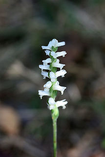 Nodding Ladies' Tresses (Spiranthes cernua) Tall orchids leaning over onto the ground. Not 100 percent sure on ID. Please feel free to pitch in! Growing at the edge of a woodland near an industrial/commercial area of town.
https://www.jungledragon.com/image/67411/nodding_ladies_tresses_spiranthes_cernua.html
https://www.jungledragon.com/image/67412/nodding_ladies_tresses_spiranthes_cernua.html Fall,Geotagged,Nodding ladys tresses,Spiranthes cernua,United States
