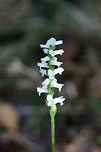 Nodding Ladies' Tresses (Spiranthes cernua) Tall orchids leaning over onto the ground. Not 100 percent sure on ID. Please feel free to pitch in! Growing at the edge of a woodland near an industrial/commercial area of town.<br />
https://www.jungledragon.com/image/67411/nodding_ladies_tresses_spiranthes_cernua.html<br />
https://www.jungledragon.com/image/67412/nodding_ladies_tresses_spiranthes_cernua.html Fall,Geotagged,Nodding ladys tresses,Spiranthes cernua,United States