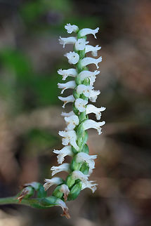 Nodding Ladies' Tresses (Spiranthes cernua) Tall orchids leaning over onto the ground. Not 100 percent sure on ID. Please feel free to pitch in! Growing at the edge of a woodland near an industrial/commercial area of town.
https://www.jungledragon.com/image/67412/nodding_ladies_tresses_spiranthes_cernua.html
https://www.jungledragon.com/image/67410/nodding_ladies_tresses_spiranthes_cernua.html Fall,Geotagged,Nodding ladys tresses,Spiranthes cernua,United States