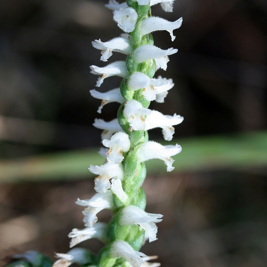 Nodding Ladies' Tresses (Spiranthes cernua) Tall orchids leaning over onto the ground. Not 100 percent sure on ID. Please feel free to pitch in! Growing at the edge of a woodland near an industrial/commercial area of town.<br />
<figure class="photo"><a href="https://www.jungledragon.com/image/67411/nodding_ladies_tresses_spiranthes_cernua.html" title="Nodding Ladies&#039; Tresses (Spiranthes cernua)"><img src="https://s3.amazonaws.com/media.jungledragon.com/images/3231/67411_thumb.jpg?AWSAccessKeyId=05GMT0V3GWVNE7GGM1R2&Expires=1767225610&Signature=kRA9yPgNb%2F%2FsHCvjSrkW37ZkOYM%3D" width="102" height="152" alt="Nodding Ladies&#039; Tresses (Spiranthes cernua) Tall orchids leaning over onto the ground. Not 100 percent sure on ID. Please feel free to pitch in! Growing at the edge of a woodland near an industrial/commercial area of town.<br />
https://www.jungledragon.com/image/67412/nodding_ladies_tresses_spiranthes_cernua.html<br />
https://www.jungledragon.com/image/67410/nodding_ladies_tresses_spiranthes_cernua.html Fall,Geotagged,Nodding ladys tresses,Spiranthes cernua,United States" /></a></figure><br />
<figure class="photo"><a href="https://www.jungledragon.com/image/67410/nodding_ladies_tresses_spiranthes_cernua.html" title="Nodding Ladies&#039; Tresses (Spiranthes cernua)"><img src="https://s3.amazonaws.com/media.jungledragon.com/images/3231/67410_thumb.jpg?AWSAccessKeyId=05GMT0V3GWVNE7GGM1R2&Expires=1767225610&Signature=%2BATJjZ0cvtz342Q3iZ3J5Z5iSos%3D" width="102" height="152" alt="Nodding Ladies&#039; Tresses (Spiranthes cernua) Tall orchids leaning over onto the ground. Not 100 percent sure on ID. Please feel free to pitch in! Growing at the edge of a woodland near an industrial/commercial area of town.<br />
https://www.jungledragon.com/image/67411/nodding_ladies_tresses_spiranthes_cernua.html<br />
https://www.jungledragon.com/image/67412/nodding_ladies_tresses_spiranthes_cernua.html Fall,Geotagged,Nodding ladys tresses,Spiranthes cernua,United States" /></a></figure> Fall,Geotagged,Nodding ladys tresses,Spiranthes cernua,United States