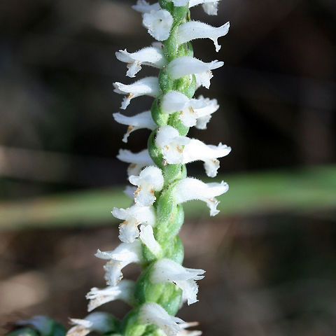 Nodding Ladies' Tresses (Spiranthes cernua) Tall orchids leaning over onto the ground. Not 100 percent sure on ID. Please feel free to pitch in! Growing at the edge of a woodland near an industrial/commercial area of town.
https://www.jungledragon.com/image/67411/nodding_ladies_tresses_spiranthes_cernua.html
https://www.jungledragon.com/image/67410/nodding_ladies_tresses_spiranthes_cernua.html Fall,Geotagged,Nodding ladys tresses,Spiranthes cernua,United States