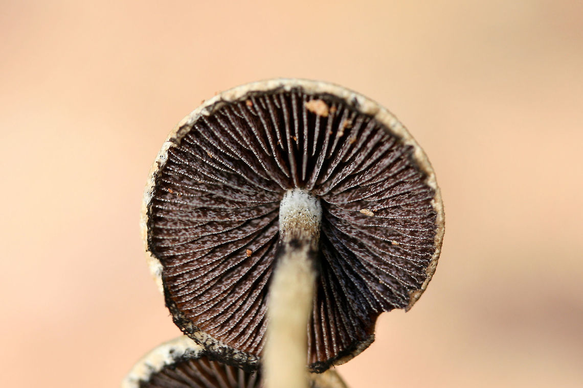 Lacrymaria lacrymabunda Growing through rocks/chert on a mostly dirt driveway surrounded by dense mixed hardwood/coniferous forest. (I had unwedge these specimens from between rocks). Basal mycelium white. October 7, 2018. Gordon County, Georgia, US.<br />
<figure class="photo"><a href="https://www.jungledragon.com/image/67443/lacrymaria_lacrymabunda.html" title="Lacrymaria lacrymabunda"><img src="https://s3.amazonaws.com/media.jungledragon.com/images/3231/67443_thumb.jpg?AWSAccessKeyId=05GMT0V3GWVNE7GGM1R2&Expires=1759968010&Signature=th3UHrmOQp6%2B91auYHhrkJ0BzSk%3D" width="200" height="134" alt="Lacrymaria lacrymabunda Growing through rocks/chert on a mostly dirt driveway surrounded by dense mixed hardwood/coniferous forest. (I had unwedge these specimens from between rocks). Basal mycelium white. October 7, 2018. Gordon County, Georgia, US.<br />
https://www.jungledragon.com/image/67439/lacrymaria_lacrymabunda.html<br />
https://www.jungledragon.com/image/67440/lacrymaria_lacrymabunda.html<br />
https://www.jungledragon.com/image/67441/lacrymaria_lacrymabunda.html<br />
https://www.jungledragon.com/image/67442/lacrymaria_lacrymabunda.html Fall,Geotagged,Lacrymaria lacrymabunda,United States" /></a></figure><br />
<figure class="photo"><a href="https://www.jungledragon.com/image/67440/lacrymaria_lacrymabunda.html" title="Lacrymaria lacrymabunda"><img src="https://s3.amazonaws.com/media.jungledragon.com/images/3231/67440_thumb.jpg?AWSAccessKeyId=05GMT0V3GWVNE7GGM1R2&Expires=1759968010&Signature=0rrg7viS8VCWBUwGXftx76%2F5ecI%3D" width="200" height="134" alt="Lacrymaria lacrymabunda Growing through rocks/chert on a mostly dirt driveway surrounded by dense mixed hardwood/coniferous forest. (I had unwedge these specimens from between rocks). Basal mycelium white. October 7, 2018. Gordon County, Georgia, US.<br />
https://www.jungledragon.com/image/67443/lacrymaria_lacrymabunda.html<br />
https://www.jungledragon.com/image/67439/lacrymaria_lacrymabunda.html<br />
https://www.jungledragon.com/image/67441/lacrymaria_lacrymabunda.html<br />
https://www.jungledragon.com/image/67442/lacrymaria_lacrymabunda.html Fall,Geotagged,Lacrymaria lacrymabunda,United States" /></a></figure><br />
<figure class="photo"><a href="https://www.jungledragon.com/image/67441/lacrymaria_lacrymabunda.html" title="Lacrymaria lacrymabunda"><img src="https://s3.amazonaws.com/media.jungledragon.com/images/3231/67441_thumb.jpg?AWSAccessKeyId=05GMT0V3GWVNE7GGM1R2&Expires=1759968010&Signature=W%2F9qAE%2FfVczjbRk0rdfJVTzx1Qs%3D" width="200" height="134" alt="Lacrymaria lacrymabunda Growing through rocks/chert on a mostly dirt driveway surrounded by dense mixed hardwood/coniferous forest. (I had unwedge these specimens from between rocks). Basal mycelium white. October 7, 2018. Gordon County, Georgia, US.<br />
https://www.jungledragon.com/image/67443/lacrymaria_lacrymabunda.html<br />
https://www.jungledragon.com/image/67440/lacrymaria_lacrymabunda.html<br />
https://www.jungledragon.com/image/67439/lacrymaria_lacrymabunda.html<br />
https://www.jungledragon.com/image/67442/lacrymaria_lacrymabunda.html Fall,Geotagged,Lacrymaria lacrymabunda,United States" /></a></figure><br />
<figure class="photo"><a href="https://www.jungledragon.com/image/67442/lacrymaria_lacrymabunda.html" title="Lacrymaria lacrymabunda"><img src="https://s3.amazonaws.com/media.jungledragon.com/images/3231/67442_thumb.jpg?AWSAccessKeyId=05GMT0V3GWVNE7GGM1R2&Expires=1759968010&Signature=%2BZVTx8gxPIz6srtERLPbRBD0vZ8%3D" width="200" height="134" alt="Lacrymaria lacrymabunda Growing through rocks/chert on a mostly dirt driveway surrounded by dense mixed hardwood/coniferous forest. (I had unwedge these specimens from between rocks). Basal mycelium white. October 7, 2018. Gordon County, Georgia, US.<br />
https://www.jungledragon.com/image/67443/lacrymaria_lacrymabunda.html<br />
https://www.jungledragon.com/image/67440/lacrymaria_lacrymabunda.html<br />
https://www.jungledragon.com/image/67441/lacrymaria_lacrymabunda.html<br />
https://www.jungledragon.com/image/67439/lacrymaria_lacrymabunda.html Fall,Geotagged,Lacrymaria lacrymabunda,United States" /></a></figure> Fall,Geotagged,Lacrymaria lacrymabunda,United States
