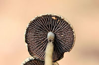Lacrymaria lacrymabunda Growing through rocks/chert on a mostly dirt driveway surrounded by dense mixed hardwood/coniferous forest. (I had unwedge these specimens from between rocks). Basal mycelium white. October 7, 2018. Gordon County, Georgia, US.<br />
https://www.jungledragon.com/image/67443/lacrymaria_lacrymabunda.html<br />
https://www.jungledragon.com/image/67440/lacrymaria_lacrymabunda.html<br />
https://www.jungledragon.com/image/67441/lacrymaria_lacrymabunda.html<br />
https://www.jungledragon.com/image/67442/lacrymaria_lacrymabunda.html Fall,Geotagged,Lacrymaria lacrymabunda,United States