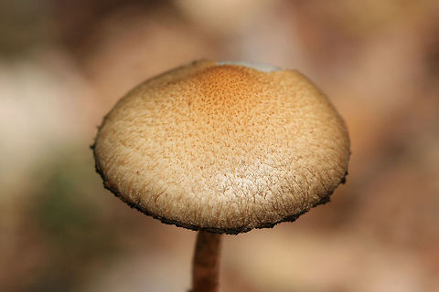 Lacrymaria lacrymabunda Growing through rocks/chert on a mostly dirt driveway surrounded by dense mixed hardwood/coniferous forest. (I had unwedge these specimens from between rocks). Basal mycelium white. October 7, 2018. Gordon County, Georgia, US.
https://www.jungledragon.com/image/67443/lacrymaria_lacrymabunda.html
https://www.jungledragon.com/image/67439/lacrymaria_lacrymabunda.html
https://www.jungledragon.com/image/67441/lacrymaria_lacrymabunda.html
https://www.jungledragon.com/image/67442/lacrymaria_lacrymabunda.html Fall,Geotagged,Lacrymaria lacrymabunda,United States