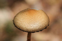Lacrymaria lacrymabunda Growing through rocks/chert on a mostly dirt driveway surrounded by dense mixed hardwood/coniferous forest. (I had unwedge these specimens from between rocks). Basal mycelium white. October 7, 2018. Gordon County, Georgia, US.<br />
https://www.jungledragon.com/image/67443/lacrymaria_lacrymabunda.html<br />
https://www.jungledragon.com/image/67439/lacrymaria_lacrymabunda.html<br />
https://www.jungledragon.com/image/67441/lacrymaria_lacrymabunda.html<br />
https://www.jungledragon.com/image/67442/lacrymaria_lacrymabunda.html Fall,Geotagged,Lacrymaria lacrymabunda,United States