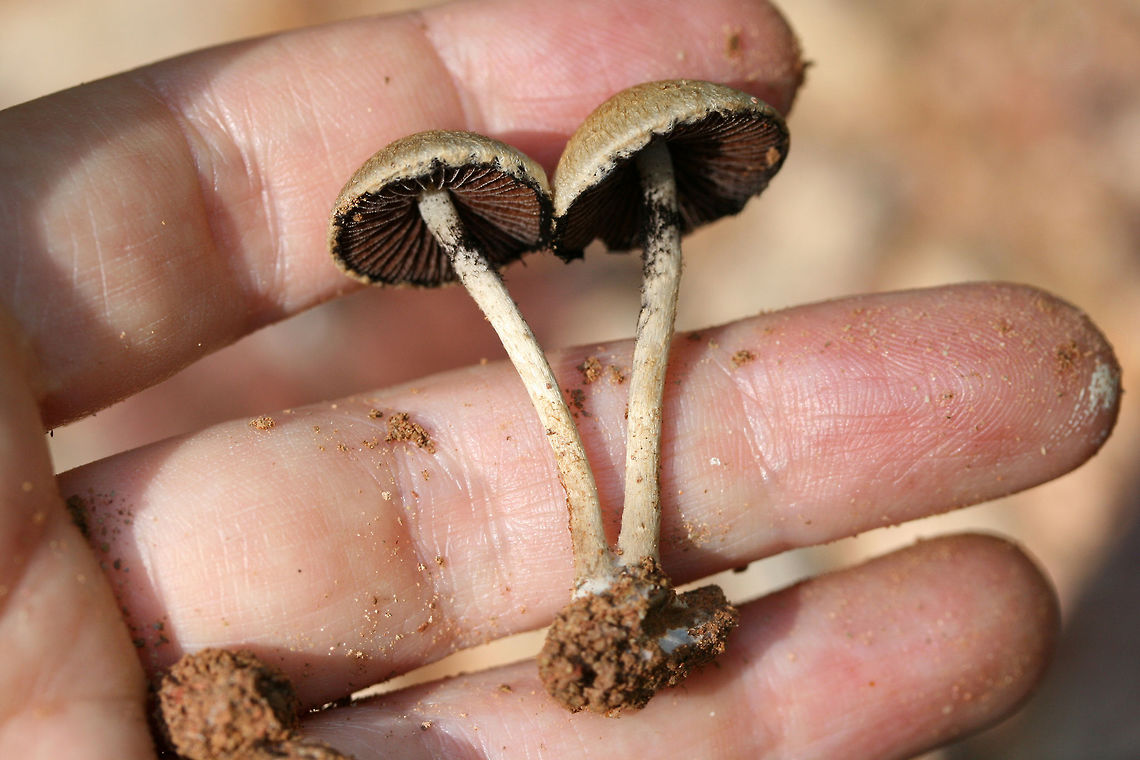 Lacrymaria lacrymabunda Growing through rocks/chert on a mostly dirt driveway surrounded by dense mixed hardwood/coniferous forest. (I had unwedge these specimens from between rocks). Basal mycelium white. October 7, 2018. Gordon County, Georgia, US.<br />
<figure class="photo"><a href="https://www.jungledragon.com/image/67443/lacrymaria_lacrymabunda.html" title="Lacrymaria lacrymabunda"><img src="https://s3.amazonaws.com/media.jungledragon.com/images/3231/67443_thumb.jpg?AWSAccessKeyId=05GMT0V3GWVNE7GGM1R2&Expires=1769040010&Signature=M2HL8BA%2BmzcXsrXnZMgPXoOAERY%3D" width="200" height="134" alt="Lacrymaria lacrymabunda Growing through rocks/chert on a mostly dirt driveway surrounded by dense mixed hardwood/coniferous forest. (I had unwedge these specimens from between rocks). Basal mycelium white. October 7, 2018. Gordon County, Georgia, US.<br />
https://www.jungledragon.com/image/67439/lacrymaria_lacrymabunda.html<br />
https://www.jungledragon.com/image/67440/lacrymaria_lacrymabunda.html<br />
https://www.jungledragon.com/image/67441/lacrymaria_lacrymabunda.html<br />
https://www.jungledragon.com/image/67442/lacrymaria_lacrymabunda.html Fall,Geotagged,Lacrymaria lacrymabunda,United States" /></a></figure><br />
<figure class="photo"><a href="https://www.jungledragon.com/image/67440/lacrymaria_lacrymabunda.html" title="Lacrymaria lacrymabunda"><img src="https://s3.amazonaws.com/media.jungledragon.com/images/3231/67440_thumb.jpg?AWSAccessKeyId=05GMT0V3GWVNE7GGM1R2&Expires=1769040010&Signature=iHGvhkgVmXOfBlXemq3kzMB437w%3D" width="200" height="134" alt="Lacrymaria lacrymabunda Growing through rocks/chert on a mostly dirt driveway surrounded by dense mixed hardwood/coniferous forest. (I had unwedge these specimens from between rocks). Basal mycelium white. October 7, 2018. Gordon County, Georgia, US.<br />
https://www.jungledragon.com/image/67443/lacrymaria_lacrymabunda.html<br />
https://www.jungledragon.com/image/67439/lacrymaria_lacrymabunda.html<br />
https://www.jungledragon.com/image/67441/lacrymaria_lacrymabunda.html<br />
https://www.jungledragon.com/image/67442/lacrymaria_lacrymabunda.html Fall,Geotagged,Lacrymaria lacrymabunda,United States" /></a></figure><br />
<figure class="photo"><a href="https://www.jungledragon.com/image/67439/lacrymaria_lacrymabunda.html" title="Lacrymaria lacrymabunda"><img src="https://s3.amazonaws.com/media.jungledragon.com/images/3231/67439_thumb.jpg?AWSAccessKeyId=05GMT0V3GWVNE7GGM1R2&Expires=1769040010&Signature=JhUmfJAfBAX%2Brliq%2Be0K1YBz5fA%3D" width="200" height="134" alt="Lacrymaria lacrymabunda Growing through rocks/chert on a mostly dirt driveway surrounded by dense mixed hardwood/coniferous forest. (I had unwedge these specimens from between rocks). Basal mycelium white. October 7, 2018. Gordon County, Georgia, US.<br />
https://www.jungledragon.com/image/67443/lacrymaria_lacrymabunda.html<br />
https://www.jungledragon.com/image/67440/lacrymaria_lacrymabunda.html<br />
https://www.jungledragon.com/image/67441/lacrymaria_lacrymabunda.html<br />
https://www.jungledragon.com/image/67442/lacrymaria_lacrymabunda.html Fall,Geotagged,Lacrymaria lacrymabunda,United States" /></a></figure><br />
<figure class="photo"><a href="https://www.jungledragon.com/image/67442/lacrymaria_lacrymabunda.html" title="Lacrymaria lacrymabunda"><img src="https://s3.amazonaws.com/media.jungledragon.com/images/3231/67442_thumb.jpg?AWSAccessKeyId=05GMT0V3GWVNE7GGM1R2&Expires=1769040010&Signature=%2BZmd89RSJ8%2BUGp1sx%2B5L0iICkyo%3D" width="200" height="134" alt="Lacrymaria lacrymabunda Growing through rocks/chert on a mostly dirt driveway surrounded by dense mixed hardwood/coniferous forest. (I had unwedge these specimens from between rocks). Basal mycelium white. October 7, 2018. Gordon County, Georgia, US.<br />
https://www.jungledragon.com/image/67443/lacrymaria_lacrymabunda.html<br />
https://www.jungledragon.com/image/67440/lacrymaria_lacrymabunda.html<br />
https://www.jungledragon.com/image/67441/lacrymaria_lacrymabunda.html<br />
https://www.jungledragon.com/image/67439/lacrymaria_lacrymabunda.html Fall,Geotagged,Lacrymaria lacrymabunda,United States" /></a></figure> Fall,Geotagged,Lacrymaria lacrymabunda,United States