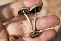 Lacrymaria lacrymabunda Growing through rocks/chert on a mostly dirt driveway surrounded by dense mixed hardwood/coniferous forest. (I had unwedge these specimens from between rocks). Basal mycelium white. October 7, 2018. Gordon County, Georgia, US.<br />
https://www.jungledragon.com/image/67443/lacrymaria_lacrymabunda.html<br />
https://www.jungledragon.com/image/67440/lacrymaria_lacrymabunda.html<br />
https://www.jungledragon.com/image/67439/lacrymaria_lacrymabunda.html<br />
https://www.jungledragon.com/image/67442/lacrymaria_lacrymabunda.html Fall,Geotagged,Lacrymaria lacrymabunda,United States
