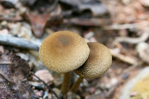 Lacrymaria lacrymabunda Growing through rocks/chert on a mostly dirt driveway surrounded by dense mixed hardwood/coniferous forest. (I had unwedge these specimens from between rocks). Basal mycelium white. October 7, 2018. Gordon County, Georgia, US.
https://www.jungledragon.com/image/67443/lacrymaria_lacrymabunda.html
https://www.jungledragon.com/image/67440/lacrymaria_lacrymabunda.html
https://www.jungledragon.com/image/67441/lacrymaria_lacrymabunda.html
https://www.jungledragon.com/image/67439/lacrymaria_lacrymabunda.html Fall,Geotagged,Lacrymaria lacrymabunda,United States