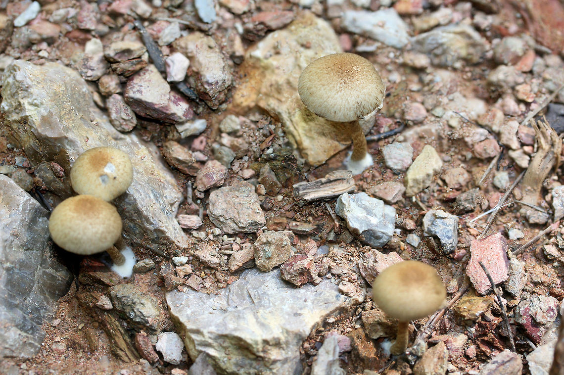 Lacrymaria lacrymabunda Growing through rocks/chert on a mostly dirt driveway surrounded by dense mixed hardwood/coniferous forest. (I had unwedge these specimens from between rocks). Basal mycelium white. October 7, 2018. Gordon County, Georgia, US.<br />
<figure class="photo"><a href="https://www.jungledragon.com/image/67439/lacrymaria_lacrymabunda.html" title="Lacrymaria lacrymabunda"><img src="https://s3.amazonaws.com/media.jungledragon.com/images/3231/67439_thumb.jpg?AWSAccessKeyId=05GMT0V3GWVNE7GGM1R2&Expires=1769040010&Signature=JhUmfJAfBAX%2Brliq%2Be0K1YBz5fA%3D" width="200" height="134" alt="Lacrymaria lacrymabunda Growing through rocks/chert on a mostly dirt driveway surrounded by dense mixed hardwood/coniferous forest. (I had unwedge these specimens from between rocks). Basal mycelium white. October 7, 2018. Gordon County, Georgia, US.<br />
https://www.jungledragon.com/image/67443/lacrymaria_lacrymabunda.html<br />
https://www.jungledragon.com/image/67440/lacrymaria_lacrymabunda.html<br />
https://www.jungledragon.com/image/67441/lacrymaria_lacrymabunda.html<br />
https://www.jungledragon.com/image/67442/lacrymaria_lacrymabunda.html Fall,Geotagged,Lacrymaria lacrymabunda,United States" /></a></figure><br />
<figure class="photo"><a href="https://www.jungledragon.com/image/67440/lacrymaria_lacrymabunda.html" title="Lacrymaria lacrymabunda"><img src="https://s3.amazonaws.com/media.jungledragon.com/images/3231/67440_thumb.jpg?AWSAccessKeyId=05GMT0V3GWVNE7GGM1R2&Expires=1769040010&Signature=iHGvhkgVmXOfBlXemq3kzMB437w%3D" width="200" height="134" alt="Lacrymaria lacrymabunda Growing through rocks/chert on a mostly dirt driveway surrounded by dense mixed hardwood/coniferous forest. (I had unwedge these specimens from between rocks). Basal mycelium white. October 7, 2018. Gordon County, Georgia, US.<br />
https://www.jungledragon.com/image/67443/lacrymaria_lacrymabunda.html<br />
https://www.jungledragon.com/image/67439/lacrymaria_lacrymabunda.html<br />
https://www.jungledragon.com/image/67441/lacrymaria_lacrymabunda.html<br />
https://www.jungledragon.com/image/67442/lacrymaria_lacrymabunda.html Fall,Geotagged,Lacrymaria lacrymabunda,United States" /></a></figure><br />
<figure class="photo"><a href="https://www.jungledragon.com/image/67441/lacrymaria_lacrymabunda.html" title="Lacrymaria lacrymabunda"><img src="https://s3.amazonaws.com/media.jungledragon.com/images/3231/67441_thumb.jpg?AWSAccessKeyId=05GMT0V3GWVNE7GGM1R2&Expires=1769040010&Signature=a5J%2BQMrdaqhR33FENvCkD48rDrk%3D" width="200" height="134" alt="Lacrymaria lacrymabunda Growing through rocks/chert on a mostly dirt driveway surrounded by dense mixed hardwood/coniferous forest. (I had unwedge these specimens from between rocks). Basal mycelium white. October 7, 2018. Gordon County, Georgia, US.<br />
https://www.jungledragon.com/image/67443/lacrymaria_lacrymabunda.html<br />
https://www.jungledragon.com/image/67440/lacrymaria_lacrymabunda.html<br />
https://www.jungledragon.com/image/67439/lacrymaria_lacrymabunda.html<br />
https://www.jungledragon.com/image/67442/lacrymaria_lacrymabunda.html Fall,Geotagged,Lacrymaria lacrymabunda,United States" /></a></figure><br />
<figure class="photo"><a href="https://www.jungledragon.com/image/67442/lacrymaria_lacrymabunda.html" title="Lacrymaria lacrymabunda"><img src="https://s3.amazonaws.com/media.jungledragon.com/images/3231/67442_thumb.jpg?AWSAccessKeyId=05GMT0V3GWVNE7GGM1R2&Expires=1769040010&Signature=%2BZmd89RSJ8%2BUGp1sx%2B5L0iICkyo%3D" width="200" height="134" alt="Lacrymaria lacrymabunda Growing through rocks/chert on a mostly dirt driveway surrounded by dense mixed hardwood/coniferous forest. (I had unwedge these specimens from between rocks). Basal mycelium white. October 7, 2018. Gordon County, Georgia, US.<br />
https://www.jungledragon.com/image/67443/lacrymaria_lacrymabunda.html<br />
https://www.jungledragon.com/image/67440/lacrymaria_lacrymabunda.html<br />
https://www.jungledragon.com/image/67441/lacrymaria_lacrymabunda.html<br />
https://www.jungledragon.com/image/67439/lacrymaria_lacrymabunda.html Fall,Geotagged,Lacrymaria lacrymabunda,United States" /></a></figure> Fall,Geotagged,Lacrymaria lacrymabunda,United States