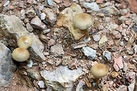 Lacrymaria lacrymabunda Growing through rocks/chert on a mostly dirt driveway surrounded by dense mixed hardwood/coniferous forest. (I had unwedge these specimens from between rocks). Basal mycelium white. October 7, 2018. Gordon County, Georgia, US.<br />
https://www.jungledragon.com/image/67439/lacrymaria_lacrymabunda.html<br />
https://www.jungledragon.com/image/67440/lacrymaria_lacrymabunda.html<br />
https://www.jungledragon.com/image/67441/lacrymaria_lacrymabunda.html<br />
https://www.jungledragon.com/image/67442/lacrymaria_lacrymabunda.html Fall,Geotagged,Lacrymaria lacrymabunda,United States