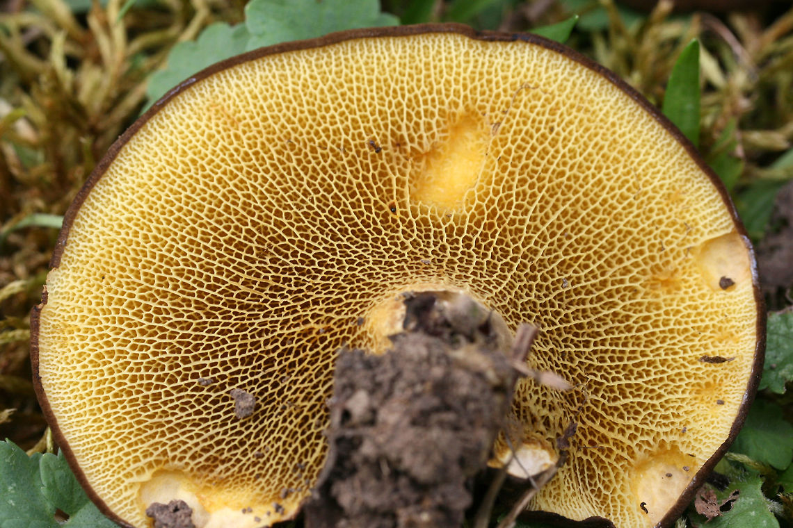 Ash Bolete (Boletinellus merulioides) Growing beneath hackberry covered in muscadine vines. Grass and moss nearby.<br />
<figure class="photo"><a href="https://www.jungledragon.com/image/67453/ash_bolete_boletinellus_merulioides.html" title="Ash Bolete (Boletinellus merulioides)"><img src="https://s3.amazonaws.com/media.jungledragon.com/images/3231/67453_thumb.jpg?AWSAccessKeyId=05GMT0V3GWVNE7GGM1R2&Expires=1769040010&Signature=yhhh8LhuhyRb%2Bq0Kb5FHem7LMQo%3D" width="200" height="134" alt="Ash Bolete (Boletinellus merulioides) Growing beneath hackberry covered in muscadine vines. Grass and moss nearby.<br />
https://www.jungledragon.com/image/67449/ash_bolete_boletinellus_merulioides.html<br />
https://www.jungledragon.com/image/67452/ash_bolete_boletinellus_merulioides.html<br />
https://www.jungledragon.com/image/67451/ash_bolete_boletinellus_merulioides.html<br />
https://www.jungledragon.com/image/67450/ash_bolete_boletinellus_merulioides.html<br />
<br />
 Ash-tree bolete,Boletinellus merulioides,Fall,Geotagged,United States" /></a></figure><br />
<figure class="photo"><a href="https://www.jungledragon.com/image/67452/ash_bolete_boletinellus_merulioides.html" title="Ash Bolete (Boletinellus merulioides)"><img src="https://s3.amazonaws.com/media.jungledragon.com/images/3231/67452_thumb.jpg?AWSAccessKeyId=05GMT0V3GWVNE7GGM1R2&Expires=1769040010&Signature=Kj57J53qjhuftdo%2FGHy0nPMKbnI%3D" width="200" height="134" alt="Ash Bolete (Boletinellus merulioides) Growing beneath hackberry covered in muscadine vines. Grass and moss nearby.<br />
https://www.jungledragon.com/image/67449/ash_bolete_boletinellus_merulioides.html<br />
https://www.jungledragon.com/image/67453/ash_bolete_boletinellus_merulioides.html<br />
https://www.jungledragon.com/image/67451/ash_bolete_boletinellus_merulioides.html<br />
https://www.jungledragon.com/image/67450/ash_bolete_boletinellus_merulioides.html Ash-tree bolete,Boletinellus merulioides,Fall,Geotagged,United States" /></a></figure><br />
<figure class="photo"><a href="https://www.jungledragon.com/image/67451/ash_bolete_boletinellus_merulioides.html" title="Ash Bolete (Boletinellus merulioides)"><img src="https://s3.amazonaws.com/media.jungledragon.com/images/3231/67451_thumb.jpg?AWSAccessKeyId=05GMT0V3GWVNE7GGM1R2&Expires=1769040010&Signature=tVcqlv5w2juDUjoOR47%2F7dmNops%3D" width="102" height="152" alt="Ash Bolete (Boletinellus merulioides) Growing beneath hackberry covered in muscadine vines. Grass and moss nearby.<br />
https://www.jungledragon.com/image/67449/ash_bolete_boletinellus_merulioides.html<br />
https://www.jungledragon.com/image/67452/ash_bolete_boletinellus_merulioides.html<br />
https://www.jungledragon.com/image/67453/ash_bolete_boletinellus_merulioides.html<br />
https://www.jungledragon.com/image/67450/ash_bolete_boletinellus_merulioides.html Ash-tree bolete,Boletinellus merulioides,Fall,Geotagged,United States" /></a></figure><br />
<figure class="photo"><a href="https://www.jungledragon.com/image/67450/ash_bolete_boletinellus_merulioides.html" title="Ash Bolete (Boletinellus merulioides)"><img src="https://s3.amazonaws.com/media.jungledragon.com/images/3231/67450_thumb.jpg?AWSAccessKeyId=05GMT0V3GWVNE7GGM1R2&Expires=1769040010&Signature=2ZNKJyXKMGVqDRr1YCdEUu4PvT4%3D" width="102" height="152" alt="Ash Bolete (Boletinellus merulioides) Growing beneath hackberry covered in muscadine vines. Grass and moss nearby.<br />
https://www.jungledragon.com/image/67449/ash_bolete_boletinellus_merulioides.html<br />
https://www.jungledragon.com/image/67452/ash_bolete_boletinellus_merulioides.html<br />
https://www.jungledragon.com/image/67451/ash_bolete_boletinellus_merulioides.html<br />
https://www.jungledragon.com/image/67453/ash_bolete_boletinellus_merulioides.html Ash-tree bolete,Boletinellus merulioides,Fall,Geotagged,United States" /></a></figure> Ash-tree bolete,Boletinellus merulioides,Fall,Geotagged,United States