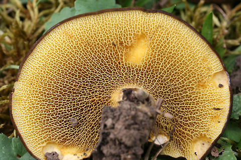 Ash Bolete (Boletinellus merulioides) Growing beneath hackberry covered in muscadine vines. Grass and moss nearby.
https://www.jungledragon.com/image/67453/ash_bolete_boletinellus_merulioides.html
https://www.jungledragon.com/image/67452/ash_bolete_boletinellus_merulioides.html
https://www.jungledragon.com/image/67451/ash_bolete_boletinellus_merulioides.html
https://www.jungledragon.com/image/67450/ash_bolete_boletinellus_merulioides.html Ash-tree bolete,Boletinellus merulioides,Fall,Geotagged,United States