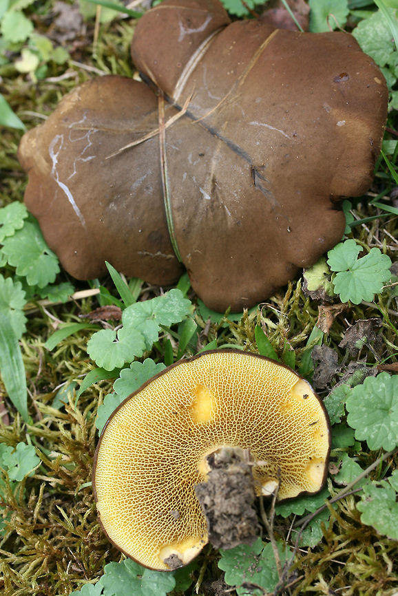 Ash Bolete (Boletinellus merulioides) Growing beneath hackberry covered in muscadine vines. Grass and moss nearby.<br />
<figure class="photo"><a href="https://www.jungledragon.com/image/67449/ash_bolete_boletinellus_merulioides.html" title="Ash Bolete (Boletinellus merulioides)"><img src="https://s3.amazonaws.com/media.jungledragon.com/images/3231/67449_thumb.jpg?AWSAccessKeyId=05GMT0V3GWVNE7GGM1R2&Expires=1759968010&Signature=7P0qGCYT2GeinUA7vpZFuR6zfJk%3D" width="200" height="134" alt="Ash Bolete (Boletinellus merulioides) Growing beneath hackberry covered in muscadine vines. Grass and moss nearby.<br />
https://www.jungledragon.com/image/67453/ash_bolete_boletinellus_merulioides.html<br />
https://www.jungledragon.com/image/67452/ash_bolete_boletinellus_merulioides.html<br />
https://www.jungledragon.com/image/67451/ash_bolete_boletinellus_merulioides.html<br />
https://www.jungledragon.com/image/67450/ash_bolete_boletinellus_merulioides.html Ash-tree bolete,Boletinellus merulioides,Fall,Geotagged,United States" /></a></figure><br />
<figure class="photo"><a href="https://www.jungledragon.com/image/67452/ash_bolete_boletinellus_merulioides.html" title="Ash Bolete (Boletinellus merulioides)"><img src="https://s3.amazonaws.com/media.jungledragon.com/images/3231/67452_thumb.jpg?AWSAccessKeyId=05GMT0V3GWVNE7GGM1R2&Expires=1759968010&Signature=qzrJf%2FGESithxQOCuRjnLn2Jv7s%3D" width="200" height="134" alt="Ash Bolete (Boletinellus merulioides) Growing beneath hackberry covered in muscadine vines. Grass and moss nearby.<br />
https://www.jungledragon.com/image/67449/ash_bolete_boletinellus_merulioides.html<br />
https://www.jungledragon.com/image/67453/ash_bolete_boletinellus_merulioides.html<br />
https://www.jungledragon.com/image/67451/ash_bolete_boletinellus_merulioides.html<br />
https://www.jungledragon.com/image/67450/ash_bolete_boletinellus_merulioides.html Ash-tree bolete,Boletinellus merulioides,Fall,Geotagged,United States" /></a></figure><br />
<figure class="photo"><a href="https://www.jungledragon.com/image/67451/ash_bolete_boletinellus_merulioides.html" title="Ash Bolete (Boletinellus merulioides)"><img src="https://s3.amazonaws.com/media.jungledragon.com/images/3231/67451_thumb.jpg?AWSAccessKeyId=05GMT0V3GWVNE7GGM1R2&Expires=1759968010&Signature=DoyXoAZXnRyVCVhQOZ9QvzhPh%2Fo%3D" width="102" height="152" alt="Ash Bolete (Boletinellus merulioides) Growing beneath hackberry covered in muscadine vines. Grass and moss nearby.<br />
https://www.jungledragon.com/image/67449/ash_bolete_boletinellus_merulioides.html<br />
https://www.jungledragon.com/image/67452/ash_bolete_boletinellus_merulioides.html<br />
https://www.jungledragon.com/image/67453/ash_bolete_boletinellus_merulioides.html<br />
https://www.jungledragon.com/image/67450/ash_bolete_boletinellus_merulioides.html Ash-tree bolete,Boletinellus merulioides,Fall,Geotagged,United States" /></a></figure><br />
<figure class="photo"><a href="https://www.jungledragon.com/image/67453/ash_bolete_boletinellus_merulioides.html" title="Ash Bolete (Boletinellus merulioides)"><img src="https://s3.amazonaws.com/media.jungledragon.com/images/3231/67453_thumb.jpg?AWSAccessKeyId=05GMT0V3GWVNE7GGM1R2&Expires=1759968010&Signature=e6Y1Qtc1GWYfesXpcn35%2FGuxjv0%3D" width="200" height="134" alt="Ash Bolete (Boletinellus merulioides) Growing beneath hackberry covered in muscadine vines. Grass and moss nearby.<br />
https://www.jungledragon.com/image/67449/ash_bolete_boletinellus_merulioides.html<br />
https://www.jungledragon.com/image/67452/ash_bolete_boletinellus_merulioides.html<br />
https://www.jungledragon.com/image/67451/ash_bolete_boletinellus_merulioides.html<br />
https://www.jungledragon.com/image/67450/ash_bolete_boletinellus_merulioides.html<br />
<br />
 Ash-tree bolete,Boletinellus merulioides,Fall,Geotagged,United States" /></a></figure> Ash-tree bolete,Boletinellus merulioides,Fall,Geotagged,United States