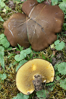 Ash Bolete (Boletinellus merulioides) Growing beneath hackberry covered in muscadine vines. Grass and moss nearby.
https://www.jungledragon.com/image/67449/ash_bolete_boletinellus_merulioides.html
https://www.jungledragon.com/image/67452/ash_bolete_boletinellus_merulioides.html
https://www.jungledragon.com/image/67451/ash_bolete_boletinellus_merulioides.html
https://www.jungledragon.com/image/67453/ash_bolete_boletinellus_merulioides.html Ash-tree bolete,Boletinellus merulioides,Fall,Geotagged,United States