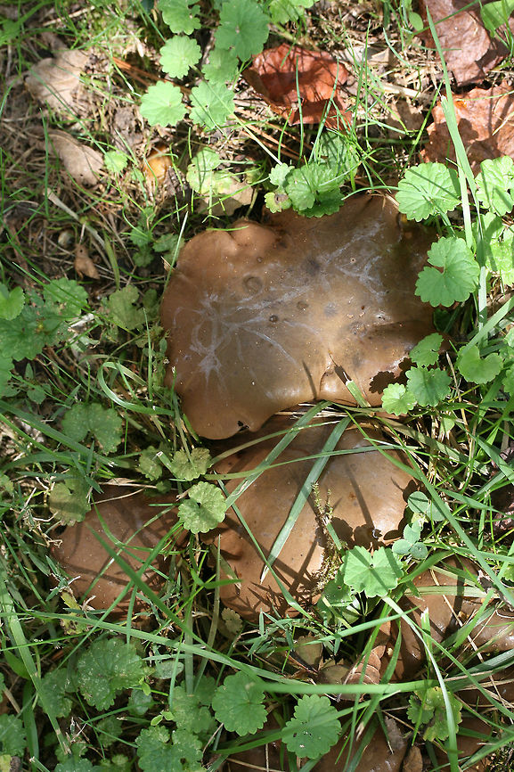 Ash Bolete (Boletinellus merulioides) Growing beneath hackberry covered in muscadine vines. Grass and moss nearby.<br />
<figure class="photo"><a href="https://www.jungledragon.com/image/67449/ash_bolete_boletinellus_merulioides.html" title="Ash Bolete (Boletinellus merulioides)"><img src="https://s3.amazonaws.com/media.jungledragon.com/images/3231/67449_thumb.jpg?AWSAccessKeyId=05GMT0V3GWVNE7GGM1R2&Expires=1769040010&Signature=KwtdAzV5mb3j0awcWrYjIGwaENw%3D" width="200" height="134" alt="Ash Bolete (Boletinellus merulioides) Growing beneath hackberry covered in muscadine vines. Grass and moss nearby.<br />
https://www.jungledragon.com/image/67453/ash_bolete_boletinellus_merulioides.html<br />
https://www.jungledragon.com/image/67452/ash_bolete_boletinellus_merulioides.html<br />
https://www.jungledragon.com/image/67451/ash_bolete_boletinellus_merulioides.html<br />
https://www.jungledragon.com/image/67450/ash_bolete_boletinellus_merulioides.html Ash-tree bolete,Boletinellus merulioides,Fall,Geotagged,United States" /></a></figure><br />
<figure class="photo"><a href="https://www.jungledragon.com/image/67452/ash_bolete_boletinellus_merulioides.html" title="Ash Bolete (Boletinellus merulioides)"><img src="https://s3.amazonaws.com/media.jungledragon.com/images/3231/67452_thumb.jpg?AWSAccessKeyId=05GMT0V3GWVNE7GGM1R2&Expires=1769040010&Signature=Kj57J53qjhuftdo%2FGHy0nPMKbnI%3D" width="200" height="134" alt="Ash Bolete (Boletinellus merulioides) Growing beneath hackberry covered in muscadine vines. Grass and moss nearby.<br />
https://www.jungledragon.com/image/67449/ash_bolete_boletinellus_merulioides.html<br />
https://www.jungledragon.com/image/67453/ash_bolete_boletinellus_merulioides.html<br />
https://www.jungledragon.com/image/67451/ash_bolete_boletinellus_merulioides.html<br />
https://www.jungledragon.com/image/67450/ash_bolete_boletinellus_merulioides.html Ash-tree bolete,Boletinellus merulioides,Fall,Geotagged,United States" /></a></figure><br />
<figure class="photo"><a href="https://www.jungledragon.com/image/67453/ash_bolete_boletinellus_merulioides.html" title="Ash Bolete (Boletinellus merulioides)"><img src="https://s3.amazonaws.com/media.jungledragon.com/images/3231/67453_thumb.jpg?AWSAccessKeyId=05GMT0V3GWVNE7GGM1R2&Expires=1769040010&Signature=yhhh8LhuhyRb%2Bq0Kb5FHem7LMQo%3D" width="200" height="134" alt="Ash Bolete (Boletinellus merulioides) Growing beneath hackberry covered in muscadine vines. Grass and moss nearby.<br />
https://www.jungledragon.com/image/67449/ash_bolete_boletinellus_merulioides.html<br />
https://www.jungledragon.com/image/67452/ash_bolete_boletinellus_merulioides.html<br />
https://www.jungledragon.com/image/67451/ash_bolete_boletinellus_merulioides.html<br />
https://www.jungledragon.com/image/67450/ash_bolete_boletinellus_merulioides.html<br />
<br />
 Ash-tree bolete,Boletinellus merulioides,Fall,Geotagged,United States" /></a></figure><br />
<figure class="photo"><a href="https://www.jungledragon.com/image/67450/ash_bolete_boletinellus_merulioides.html" title="Ash Bolete (Boletinellus merulioides)"><img src="https://s3.amazonaws.com/media.jungledragon.com/images/3231/67450_thumb.jpg?AWSAccessKeyId=05GMT0V3GWVNE7GGM1R2&Expires=1769040010&Signature=2ZNKJyXKMGVqDRr1YCdEUu4PvT4%3D" width="102" height="152" alt="Ash Bolete (Boletinellus merulioides) Growing beneath hackberry covered in muscadine vines. Grass and moss nearby.<br />
https://www.jungledragon.com/image/67449/ash_bolete_boletinellus_merulioides.html<br />
https://www.jungledragon.com/image/67452/ash_bolete_boletinellus_merulioides.html<br />
https://www.jungledragon.com/image/67451/ash_bolete_boletinellus_merulioides.html<br />
https://www.jungledragon.com/image/67453/ash_bolete_boletinellus_merulioides.html Ash-tree bolete,Boletinellus merulioides,Fall,Geotagged,United States" /></a></figure> Ash-tree bolete,Boletinellus merulioides,Fall,Geotagged,United States