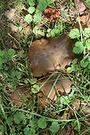 Ash Bolete (Boletinellus merulioides) Growing beneath hackberry covered in muscadine vines. Grass and moss nearby.<br />
https://www.jungledragon.com/image/67449/ash_bolete_boletinellus_merulioides.html<br />
https://www.jungledragon.com/image/67452/ash_bolete_boletinellus_merulioides.html<br />
https://www.jungledragon.com/image/67453/ash_bolete_boletinellus_merulioides.html<br />
https://www.jungledragon.com/image/67450/ash_bolete_boletinellus_merulioides.html Ash-tree bolete,Boletinellus merulioides,Fall,Geotagged,United States
