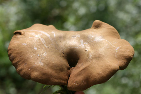 Ash Bolete (Boletinellus merulioides) Growing beneath hackberry covered in muscadine vines. Grass and moss nearby.
https://www.jungledragon.com/image/67449/ash_bolete_boletinellus_merulioides.html
https://www.jungledragon.com/image/67453/ash_bolete_boletinellus_merulioides.html
https://www.jungledragon.com/image/67451/ash_bolete_boletinellus_merulioides.html
https://www.jungledragon.com/image/67450/ash_bolete_boletinellus_merulioides.html Ash-tree bolete,Boletinellus merulioides,Fall,Geotagged,United States