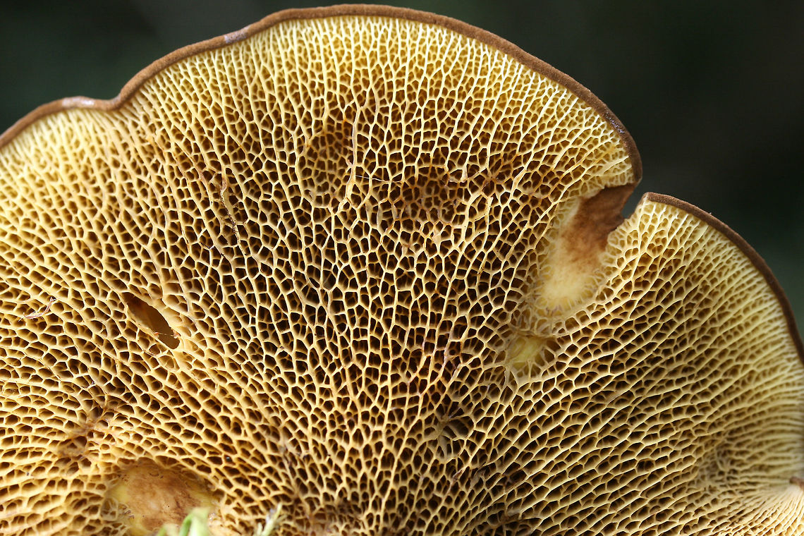 Ash Bolete (Boletinellus merulioides) Growing beneath hackberry covered in muscadine vines. Grass and moss nearby.<br />
<figure class="photo"><a href="https://www.jungledragon.com/image/67449/ash_bolete_boletinellus_merulioides.html" title="Ash Bolete (Boletinellus merulioides)"><img src="https://s3.amazonaws.com/media.jungledragon.com/images/3231/67449_thumb.jpg?AWSAccessKeyId=05GMT0V3GWVNE7GGM1R2&Expires=1763596810&Signature=YHgUutNWOHISC9oBlFnwW9KPIEg%3D" width="200" height="134" alt="Ash Bolete (Boletinellus merulioides) Growing beneath hackberry covered in muscadine vines. Grass and moss nearby.<br />
https://www.jungledragon.com/image/67453/ash_bolete_boletinellus_merulioides.html<br />
https://www.jungledragon.com/image/67452/ash_bolete_boletinellus_merulioides.html<br />
https://www.jungledragon.com/image/67451/ash_bolete_boletinellus_merulioides.html<br />
https://www.jungledragon.com/image/67450/ash_bolete_boletinellus_merulioides.html Ash-tree bolete,Boletinellus merulioides,Fall,Geotagged,United States" /></a></figure><br />
<figure class="photo"><a href="https://www.jungledragon.com/image/67452/ash_bolete_boletinellus_merulioides.html" title="Ash Bolete (Boletinellus merulioides)"><img src="https://s3.amazonaws.com/media.jungledragon.com/images/3231/67452_thumb.jpg?AWSAccessKeyId=05GMT0V3GWVNE7GGM1R2&Expires=1763596810&Signature=v0ISdulRIk3jECkGPhtJ3nODjl0%3D" width="200" height="134" alt="Ash Bolete (Boletinellus merulioides) Growing beneath hackberry covered in muscadine vines. Grass and moss nearby.<br />
https://www.jungledragon.com/image/67449/ash_bolete_boletinellus_merulioides.html<br />
https://www.jungledragon.com/image/67453/ash_bolete_boletinellus_merulioides.html<br />
https://www.jungledragon.com/image/67451/ash_bolete_boletinellus_merulioides.html<br />
https://www.jungledragon.com/image/67450/ash_bolete_boletinellus_merulioides.html Ash-tree bolete,Boletinellus merulioides,Fall,Geotagged,United States" /></a></figure><br />
<figure class="photo"><a href="https://www.jungledragon.com/image/67451/ash_bolete_boletinellus_merulioides.html" title="Ash Bolete (Boletinellus merulioides)"><img src="https://s3.amazonaws.com/media.jungledragon.com/images/3231/67451_thumb.jpg?AWSAccessKeyId=05GMT0V3GWVNE7GGM1R2&Expires=1763596810&Signature=xJ0a1FIdV7uiLj1YnBLdTD68%2BD4%3D" width="102" height="152" alt="Ash Bolete (Boletinellus merulioides) Growing beneath hackberry covered in muscadine vines. Grass and moss nearby.<br />
https://www.jungledragon.com/image/67449/ash_bolete_boletinellus_merulioides.html<br />
https://www.jungledragon.com/image/67452/ash_bolete_boletinellus_merulioides.html<br />
https://www.jungledragon.com/image/67453/ash_bolete_boletinellus_merulioides.html<br />
https://www.jungledragon.com/image/67450/ash_bolete_boletinellus_merulioides.html Ash-tree bolete,Boletinellus merulioides,Fall,Geotagged,United States" /></a></figure><br />
<figure class="photo"><a href="https://www.jungledragon.com/image/67450/ash_bolete_boletinellus_merulioides.html" title="Ash Bolete (Boletinellus merulioides)"><img src="https://s3.amazonaws.com/media.jungledragon.com/images/3231/67450_thumb.jpg?AWSAccessKeyId=05GMT0V3GWVNE7GGM1R2&Expires=1763596810&Signature=gJ%2BY5FdVpSe5hJOnUV2EEjClavc%3D" width="102" height="152" alt="Ash Bolete (Boletinellus merulioides) Growing beneath hackberry covered in muscadine vines. Grass and moss nearby.<br />
https://www.jungledragon.com/image/67449/ash_bolete_boletinellus_merulioides.html<br />
https://www.jungledragon.com/image/67452/ash_bolete_boletinellus_merulioides.html<br />
https://www.jungledragon.com/image/67451/ash_bolete_boletinellus_merulioides.html<br />
https://www.jungledragon.com/image/67453/ash_bolete_boletinellus_merulioides.html Ash-tree bolete,Boletinellus merulioides,Fall,Geotagged,United States" /></a></figure><br />
<br />
 Ash-tree bolete,Boletinellus merulioides,Fall,Geotagged,United States
