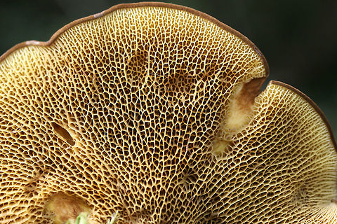 Ash Bolete (Boletinellus merulioides) Growing beneath hackberry covered in muscadine vines. Grass and moss nearby.
https://www.jungledragon.com/image/67449/ash_bolete_boletinellus_merulioides.html
https://www.jungledragon.com/image/67452/ash_bolete_boletinellus_merulioides.html
https://www.jungledragon.com/image/67451/ash_bolete_boletinellus_merulioides.html
https://www.jungledragon.com/image/67450/ash_bolete_boletinellus_merulioides.html

 Ash-tree bolete,Boletinellus merulioides,Fall,Geotagged,United States