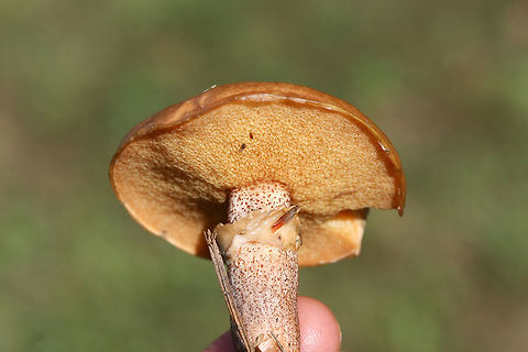 Suillus cothurnatus Growing in soil/grass beneath pines in a public park in Floyd County, GA, US. October 5, 2018.

-Flavor of cap/slime is very sour. Odor not distinctive.
-No major bruising/discoloration when cut/sliced (sorry for no photos there).
-Red, glandular dots cover entirety of stem. Some have aged to a black color near base.
-Cream to yellow, gelatinous annulus.
https://www.jungledragon.com/image/67457/sour_cap_suillus_suillus_acidus.html
https://www.jungledragon.com/image/67456/sour_cap_suillus_suillus_acidus.html Fall,Geotagged,Suillus cothurnatus,United States
