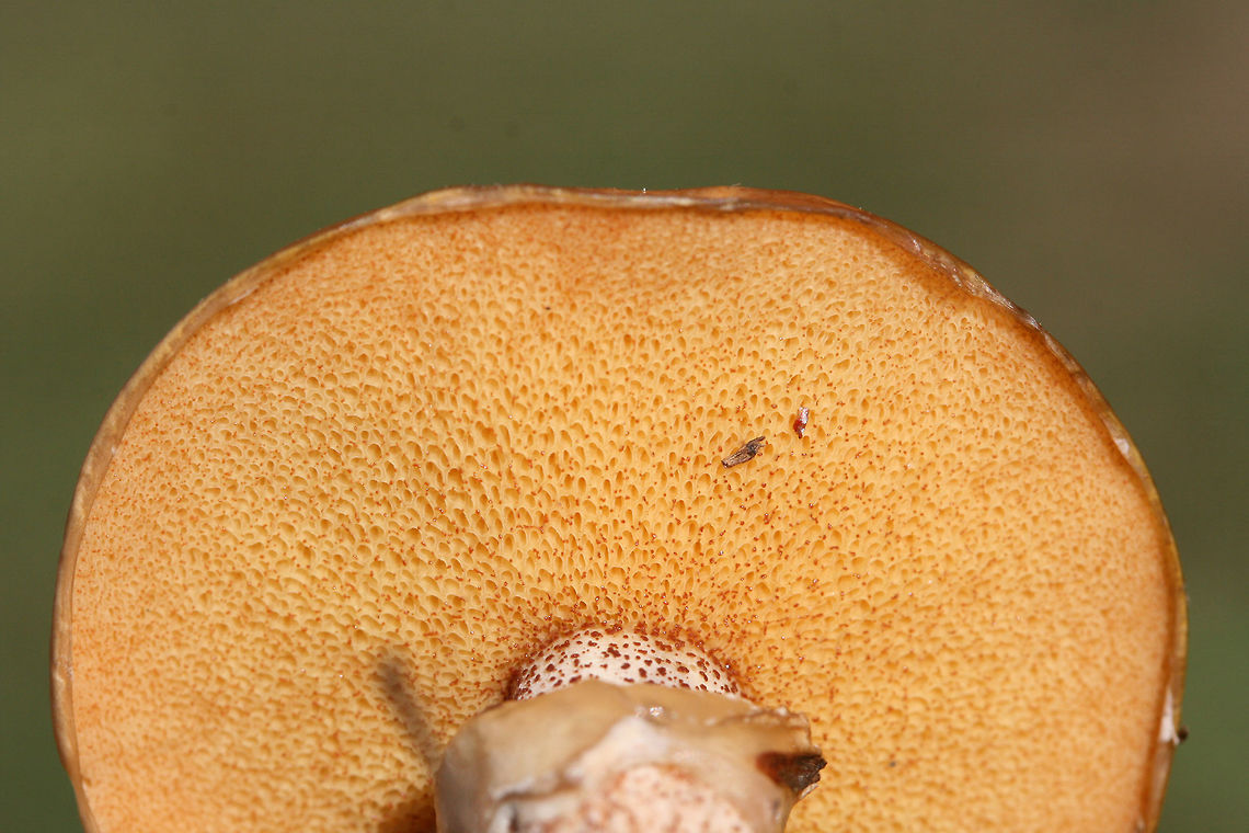 Suillus cothurnatus Growing in soil/grass beneath pines in a public park in Floyd County, GA, US. October 5, 2018.<br />
<br />
-Flavor of cap/slime is very sour. Odor not distinctive.<br />
-No major bruising/discoloration when cut/sliced (sorry for no photos there).<br />
-Red, glandular dots cover entirety of stem. Some have aged to a black color near base.<br />
-Cream to yellow, gelatinous annulus.<br />
<figure class="photo"><a href="https://www.jungledragon.com/image/67455/suillus_cothurnatus.html" title="Suillus cothurnatus"><img src="https://s3.amazonaws.com/media.jungledragon.com/images/3231/67455_thumb.jpg?AWSAccessKeyId=05GMT0V3GWVNE7GGM1R2&Expires=1767225610&Signature=SB3ykXxvAngZZu9ySj8eC7hFdFc%3D" width="200" height="134" alt="Suillus cothurnatus Growing in soil/grass beneath pines in a public park in Floyd County, GA, US. October 5, 2018.<br />
<br />
-Flavor of cap/slime is very sour. Odor not distinctive.<br />
-No major bruising/discoloration when cut/sliced (sorry for no photos there).<br />
-Red, glandular dots cover entirety of stem. Some have aged to a black color near base.<br />
-Cream to yellow, gelatinous annulus.<br />
https://www.jungledragon.com/image/67457/sour_cap_suillus_suillus_acidus.html<br />
https://www.jungledragon.com/image/67456/sour_cap_suillus_suillus_acidus.html Fall,Geotagged,Suillus cothurnatus,United States" /></a></figure><br />
<figure class="photo"><a href="https://www.jungledragon.com/image/67457/suillus_cothurnatus.html" title="Suillus cothurnatus"><img src="https://s3.amazonaws.com/media.jungledragon.com/images/3231/67457_thumb.jpg?AWSAccessKeyId=05GMT0V3GWVNE7GGM1R2&Expires=1767225610&Signature=IHP0dRgPKyMCUxa%2FRnF35kK42v8%3D" width="200" height="200" alt="Suillus cothurnatus Growing in soil/grass beneath pines in a public park in Floyd County, GA, US. October 5, 2018.<br />
<br />
-Flavor of cap/slime is very sour. Odor not distinctive.<br />
-No major bruising/discoloration when cut/sliced (sorry for no photos there).<br />
-Red, glandular dots cover entirety of stem. Some have aged to a black color near base.<br />
-Cream to yellow, gelatinous annulus.<br />
https://www.jungledragon.com/image/67455/sour_cap_suillus_suillus_acidus.html<br />
https://www.jungledragon.com/image/67456/sour_cap_suillus_suillus_acidus.html Fall,Geotagged,Suillus cothurnatus,United States" /></a></figure> Fall,Geotagged,Suillus cothurnatus,United States