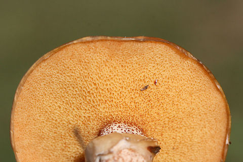 Suillus cothurnatus Growing in soil/grass beneath pines in a public park in Floyd County, GA, US. October 5, 2018.

-Flavor of cap/slime is very sour. Odor not distinctive.
-No major bruising/discoloration when cut/sliced (sorry for no photos there).
-Red, glandular dots cover entirety of stem. Some have aged to a black color near base.
-Cream to yellow, gelatinous annulus.
https://www.jungledragon.com/image/67455/sour_cap_suillus_suillus_acidus.html
https://www.jungledragon.com/image/67457/sour_cap_suillus_suillus_acidus.html Fall,Geotagged,Suillus cothurnatus,United States