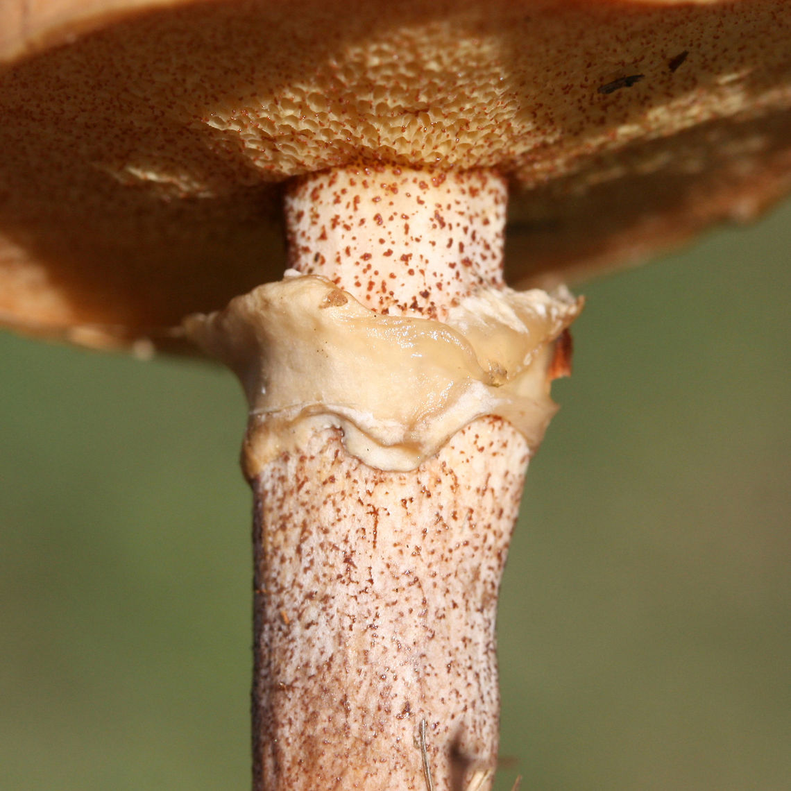 Suillus cothurnatus Growing in soil/grass beneath pines in a public park in Floyd County, GA, US. October 5, 2018.<br />
<br />
-Flavor of cap/slime is very sour. Odor not distinctive.<br />
-No major bruising/discoloration when cut/sliced (sorry for no photos there).<br />
-Red, glandular dots cover entirety of stem. Some have aged to a black color near base.<br />
-Cream to yellow, gelatinous annulus.<br />
<figure class="photo"><a href="https://www.jungledragon.com/image/67455/suillus_cothurnatus.html" title="Suillus cothurnatus"><img src="https://s3.amazonaws.com/media.jungledragon.com/images/3231/67455_thumb.jpg?AWSAccessKeyId=05GMT0V3GWVNE7GGM1R2&Expires=1767225610&Signature=SB3ykXxvAngZZu9ySj8eC7hFdFc%3D" width="200" height="134" alt="Suillus cothurnatus Growing in soil/grass beneath pines in a public park in Floyd County, GA, US. October 5, 2018.<br />
<br />
-Flavor of cap/slime is very sour. Odor not distinctive.<br />
-No major bruising/discoloration when cut/sliced (sorry for no photos there).<br />
-Red, glandular dots cover entirety of stem. Some have aged to a black color near base.<br />
-Cream to yellow, gelatinous annulus.<br />
https://www.jungledragon.com/image/67457/sour_cap_suillus_suillus_acidus.html<br />
https://www.jungledragon.com/image/67456/sour_cap_suillus_suillus_acidus.html Fall,Geotagged,Suillus cothurnatus,United States" /></a></figure><br />
<figure class="photo"><a href="https://www.jungledragon.com/image/67456/suillus_cothurnatus.html" title="Suillus cothurnatus"><img src="https://s3.amazonaws.com/media.jungledragon.com/images/3231/67456_thumb.jpg?AWSAccessKeyId=05GMT0V3GWVNE7GGM1R2&Expires=1767225610&Signature=uWVzxAbVPDRSiFL3RyyDRBs4B70%3D" width="200" height="134" alt="Suillus cothurnatus Growing in soil/grass beneath pines in a public park in Floyd County, GA, US. October 5, 2018.<br />
<br />
-Flavor of cap/slime is very sour. Odor not distinctive.<br />
-No major bruising/discoloration when cut/sliced (sorry for no photos there).<br />
-Red, glandular dots cover entirety of stem. Some have aged to a black color near base.<br />
-Cream to yellow, gelatinous annulus.<br />
https://www.jungledragon.com/image/67455/sour_cap_suillus_suillus_acidus.html<br />
https://www.jungledragon.com/image/67457/sour_cap_suillus_suillus_acidus.html Fall,Geotagged,Suillus cothurnatus,United States" /></a></figure> Fall,Geotagged,Suillus cothurnatus,United States