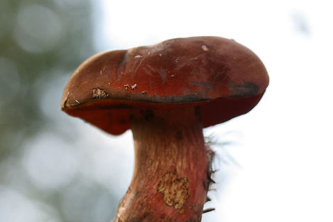 Boletus rufocinnamomeus? Growing below mostly pine (some hardwoods) in a wooded area in a public park in Floyd County, GA.

Flesh yellow. Pores red-orange. Cap is a velvety reddish-brown. All parts stain when cut. Flavor is mild.

Chemical analysis:
Iron salts—>Gray on cap. Changes/erases blue (stained) areas of flesh and pores back to yellow.
KOH—>Dark red to black on cap. Peach on flesh and pores.
Ammonia—>Orange-yellow on cap.
https://www.jungledragon.com/image/67485/red-mouth_bolete_boletus_subvelutipes_group.html
https://www.jungledragon.com/image/67483/red-mouth_bolete_boletus_subvelutipes_group_-_cross-section_displaying_immediate_staining.html
https://www.jungledragon.com/image/67484/red-mouth_bolete_boletus_subvelutipes_group.html Boletus rufocinnamomeus,Boletus subvelutipes,Fall,Geotagged,United States